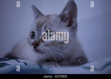Niedliches graues und blauäugiges Kätzchen Nahaufnahme Porträt mit Blick auf die Kamera Stockfoto