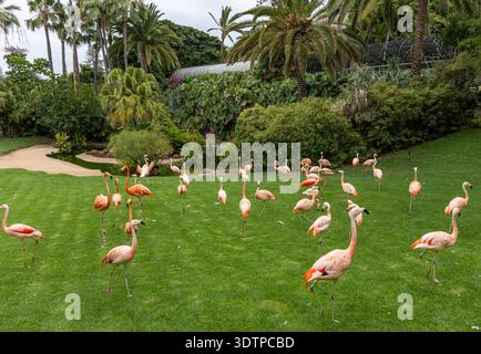Eine Gruppe rosafarbener Flamingos steht anmutig auf lebendigem grünem Gras in einem landschaftlich gestalteten Park. Stockfoto