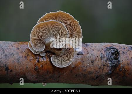 Bittere Auster, Panellus stipticus Stockfoto