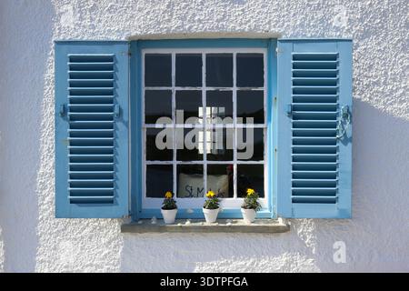 Detail eines weißen Hüttenfensters in St Mawes, Cornwall, Großbritannien, mit hellblauen Fensterläden und gelben Blumen auf einem Steinvorsprung. Stockfoto