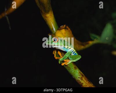 Rotäugiger Baumfrosch auf Rebe bei Nacht, El Silencio Trail, Costa Rica Stockfoto