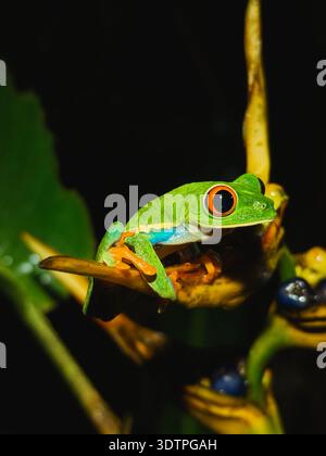Rotäugiger Baumfrosch in der Nacht, El Silencio Trail, Costa Rica Stockfoto