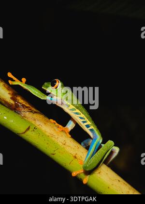 Rotaugen-Frosch klettern bei Nacht auf Bambus, El Silencio Trail Stockfoto