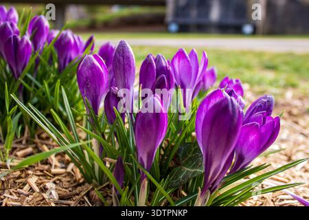 Violette Krokusblüten (Crocus sp.) Auftauchend im Gartenbeet, frühe Frühjahrsblüte, bodennahe Nahaufnahme, Deutschland Stockfoto