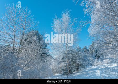 Winterwunderland in Schweden Stockfoto