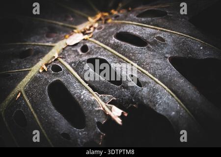 Aus nächster Nähe sehen Sie einige perforierte Blätter von Monstera Adansonii, die vage Ähnlichkeiten mit einem menschlichen Gesicht aus dem botanischen Garten in Italien aufweisen Stockfoto