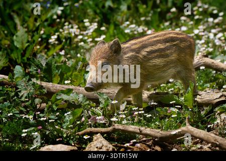 Ferkel - Jungschweine, die durch eine sonnige Waldwiese spazieren Stockfoto