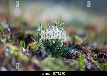 Galanthus nivalis, der Schneeglöckchen oder gewöhnliche Schneeglöckchen, ist die bekannteste und am weitesten verbreitete Art ihrer Gattung, Galanthus. Stockfoto