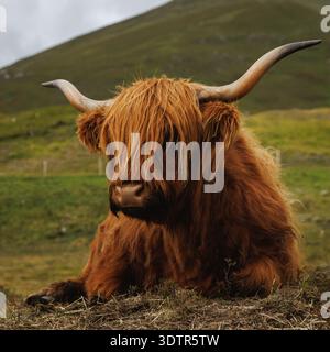 Ein Nahaufnahme-Porträt einer Ingwer Highland-Kuh mit langen Hörnern, die friedlich auf einer Wiese mit verschwommenem Berggrund sitzt. Stockfoto
