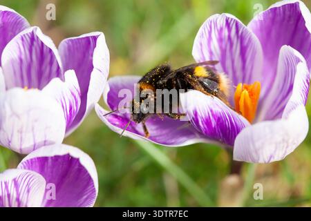 UK Weather, 23. Februar 2026: Mildes Wetter durch Südwinde bietet etwas trockenes Wetter und eine gute Gelegenheit für eine Hummel, die sich von Krokussen in einem Garten in Clapham im Süden Londons ernährt. Die Biene tauchte direkt in die Blüten und wurde mit Pollen bedeckt, und musste dann manchmal anhalten und sich nach so viel Essen ausruhen. Quelle: Anna Watson/Alamy Live News Stockfoto