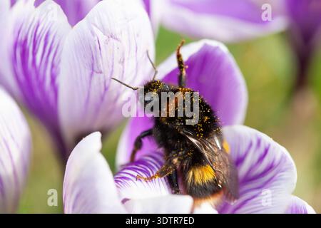 UK Weather, 23. Februar 2026: Mildes Wetter durch Südwinde bietet etwas trockenes Wetter und eine gute Gelegenheit für eine Hummel, die sich von Krokussen in einem Garten in Clapham im Süden Londons ernährt. Die Biene tauchte direkt in die Blüten und wurde mit Pollen bedeckt, und musste dann manchmal anhalten und sich nach so viel Essen ausruhen. Quelle: Anna Watson/Alamy Live News Stockfoto