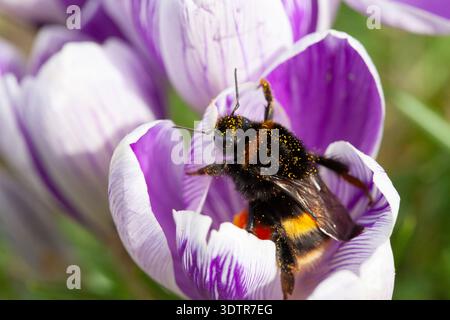 UK Weather, 23. Februar 2026: Mildes Wetter durch Südwinde bietet etwas trockenes Wetter und eine gute Gelegenheit für eine Hummel, die sich von Krokussen in einem Garten in Clapham im Süden Londons ernährt. Die Biene tauchte direkt in die Blüten und wurde mit Pollen bedeckt, und musste dann manchmal anhalten und sich nach so viel Essen ausruhen. Quelle: Anna Watson/Alamy Live News Stockfoto