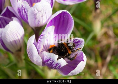 UK Weather, 23. Februar 2026: Mildes Wetter durch Südwinde bietet etwas trockenes Wetter und eine gute Gelegenheit für eine Hummel, die sich von Krokussen in einem Garten in Clapham im Süden Londons ernährt. Die Biene tauchte direkt in die Blüten und wurde mit Pollen bedeckt, und musste dann manchmal anhalten und sich nach so viel Essen ausruhen. Quelle: Anna Watson/Alamy Live News Stockfoto