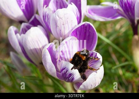 UK Weather, 23. Februar 2026: Mildes Wetter durch Südwinde bietet etwas trockenes Wetter und eine gute Gelegenheit für eine Hummel, die sich von Krokussen in einem Garten in Clapham im Süden Londons ernährt. Die Biene tauchte direkt in die Blüten und wurde mit Pollen bedeckt, und musste dann manchmal anhalten und sich nach so viel Essen ausruhen. Quelle: Anna Watson/Alamy Live News Stockfoto