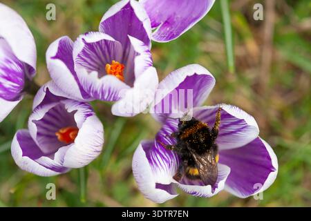 UK Weather, 23. Februar 2026: Mildes Wetter durch Südwinde bietet etwas trockenes Wetter und eine gute Gelegenheit für eine Hummel, die sich von Krokussen in einem Garten in Clapham im Süden Londons ernährt. Die Biene tauchte direkt in die Blüten und wurde mit Pollen bedeckt, und musste dann manchmal anhalten und sich nach so viel Essen ausruhen. Quelle: Anna Watson/Alamy Live News Stockfoto