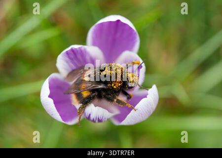 UK Weather, 23. Februar 2026: Mildes Wetter durch Südwinde bietet etwas trockenes Wetter und eine gute Gelegenheit für eine Hummel, die sich von Krokussen in einem Garten in Clapham im Süden Londons ernährt. Die Biene tauchte direkt in die Blüten und wurde mit Pollen bedeckt, und musste dann manchmal anhalten und sich nach so viel Essen ausruhen. Quelle: Anna Watson/Alamy Live News Stockfoto