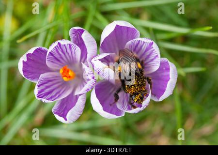 UK Weather, 23. Februar 2026: Mildes Wetter durch Südwinde bietet etwas trockenes Wetter und eine gute Gelegenheit für eine Hummel, die sich von Krokussen in einem Garten in Clapham im Süden Londons ernährt. Die Biene tauchte direkt in die Blüten und wurde mit Pollen bedeckt, und musste dann manchmal anhalten und sich nach so viel Essen ausruhen. Quelle: Anna Watson/Alamy Live News Stockfoto