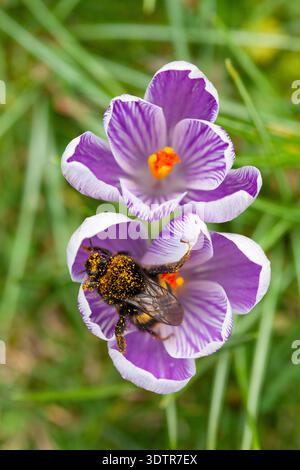 UK Weather, 23. Februar 2026: Mildes Wetter durch Südwinde bietet etwas trockenes Wetter und eine gute Gelegenheit für eine Hummel, die sich von Krokussen in einem Garten in Clapham im Süden Londons ernährt. Die Biene tauchte direkt in die Blüten und wurde mit Pollen bedeckt, und musste dann manchmal anhalten und sich nach so viel Essen ausruhen. Quelle: Anna Watson/Alamy Live News Stockfoto