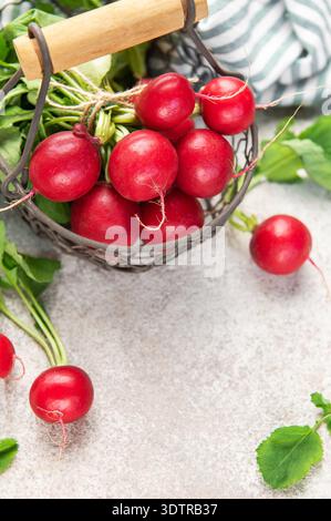Frisch gepflückte Radieschen mit grünen Blättern in einem kleinen Metallkorb für gesunde Ernährung Stockfoto