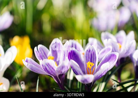 Makroaufnahme von Crocus Vernus Pickwick in voller Blüte, leuchtende violette Blüten mit komplizierten weißen Mustern, saisonales Erwachen Stockfoto