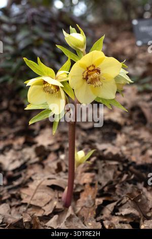 Gelbe Helledorblüten, die in trockenen braunen Blättern wachsen. Stockfoto