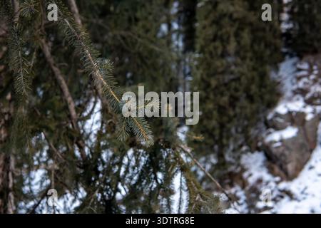 Ruhige Winterlandschaft mit immergrünen Ästen umgeben von frostigem Boden und verschneiten Böden in einer ruhigen Waldlandschaft Stockfoto