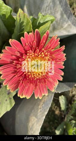 Schöner rosafarbener Gerbera-Blumenkopf im hellen Sonnenlicht. Stockfoto