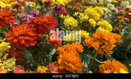 Buntes Zinkblütenbeet blüht im öffentlichen Park. Stockfoto