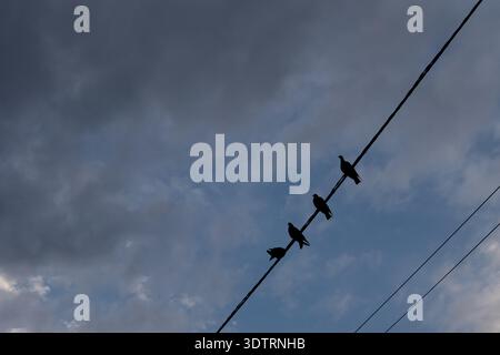 Silhouetten von Vögeln auf der Power Line vor einem dramatischen Himmel mit Wolken und Dämmerung Stockfoto
