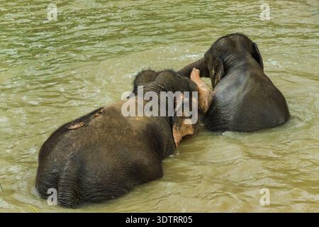 Zwei asiatische Elefanten, die zusammen in einem Fluss in Thailand baden, Nahaufnahme mit nasser Haut, rührenden Stämmen und natürlichem Wildtierverhalten Stockfoto