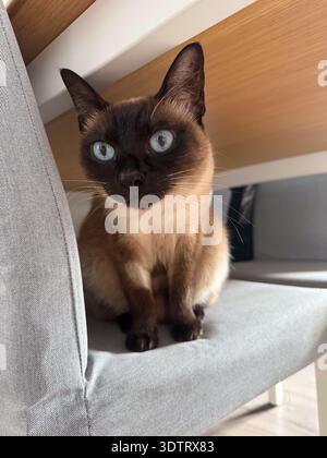 Siamkatze sitzt auf einem Stuhl mit auffälligen blauen Augen. Haustier-Porträt, Haustierbegleitung, Neugierde und Konzept des Lebensstils Stockfoto
