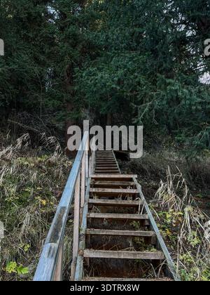 Eine ruhige Holztreppe führt durch üppiges Grün in eine friedliche Waldlandschaft Stockfoto