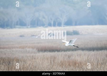 Der große Egret fliegt über ein Salzmoor in Soth Carolina Stockfoto