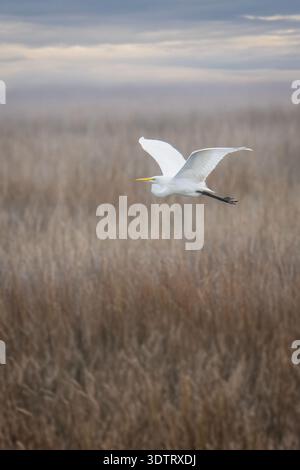 Großer Egret im Flug über einem Küstenmoor in South Carolina Stockfoto