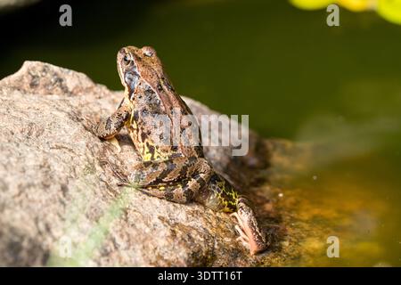 Grüner Frosch auf Stein, der sich am Bein nach hinten zieht Stockfoto