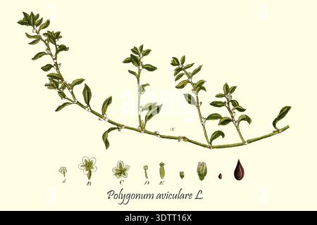 Botanische Illustration mit Polygonum aviculare, auch bekannt als gewöhnliches Knotengras, zeigt seine Stiele, Blätter, kleinen Blüten und detaillierte Bestandteile für wissenschaftliche und pädagogische Studien aus Deutschlands Flora in abbildungen nach der Natur von Jacob Sturm 1771-1848, veröffentlicht 18. Jahrhundert, 1798 Stockfoto
