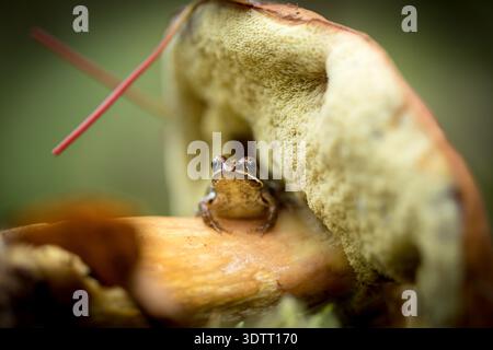 Kleiner Frosch sitzt auf carl johan essbarem Pilz in Waldnähe Stockfoto