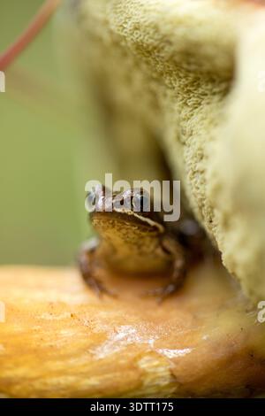 Kleiner Frosch sitzt auf carl johan essbarem Pilz in Waldnähe Stockfoto