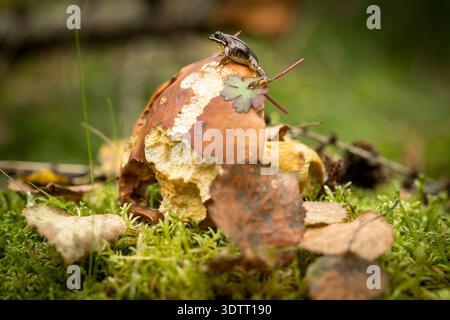 Kleiner Frosch sitzt auf carl johan essbarem Pilz in Waldnähe Stockfoto