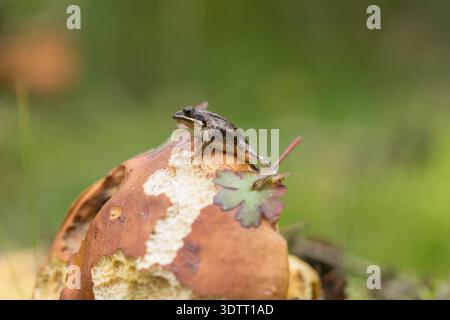 Kleiner Frosch sitzt auf carl johan essbarem Pilz in Waldnähe Stockfoto