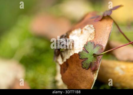 Kleiner Frosch sitzt auf carl johan essbarem Pilz in Waldnähe Stockfoto