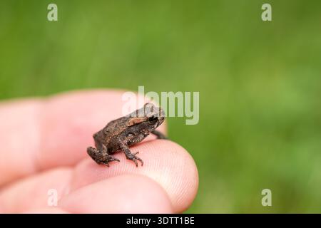 Winziger Frosch in der Kinderhand, der über die Welt schaut, Menschen kümmern sich um die Natur, helfen und schützen sie Stockfoto