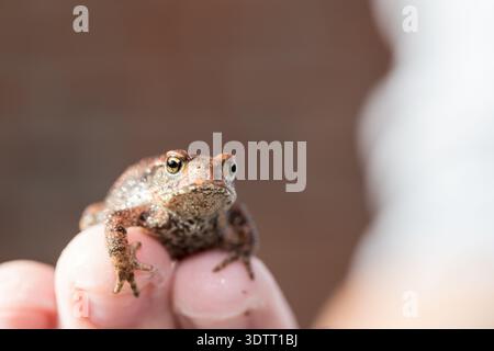 Winziger Frosch in der Kinderhand, der über die Welt schaut, Menschen kümmern sich um die Natur, helfen und schützen sie Stockfoto