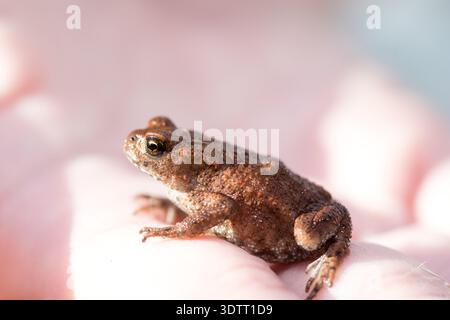 Winziger Frosch in der Kinderhand, der über die Welt schaut, Menschen kümmern sich um die Natur, helfen und schützen sie Stockfoto