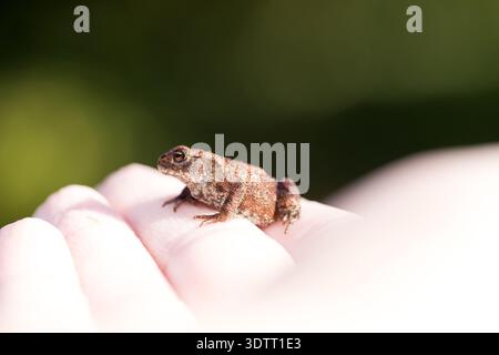Winziger Frosch in der Kinderhand, der über die Welt schaut, Menschen kümmern sich um die Natur, helfen und schützen sie Stockfoto