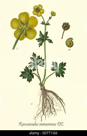 Botanische Illustration, die die gesamte Pflanzenanatomie des Ranunculus nemorosus zeigt, mit seinen charakteristischen gelben Blüten, grünen Blättern, Wurzeln und detaillierten Früchten aus Deutschlands Flora in abbildungen nach der Natur von Jacob Sturm 1771-1848 veröffentlicht 18. Jahrhundert, 1798 Stockfoto
