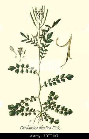 Cardamine silvatica Holzbitterkresse detaillierte wissenschaftliche Zeichnung mit Wurzeln, Stiel, Blättern, weißen Blüten und Siliquesamenkapseln, die eine umfassende botanische Studie der deutschen Flora in abbildungen nach der Natur von Jacob Sturm 1771-1848 veröffentlicht 18. Jahrhundert, 1798 Stockfoto