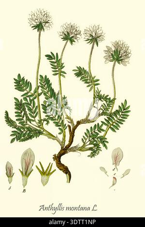 Anthyllis montana, auch Bergniere Wicke genannt, eine originale botanische Illustration, die die ganze Pflanze mit ihren markanten weißen Blüten, grünen Blättern und vergrößerten Blütenbestandteilen aus Deutschlands Flora in abbildungen nach der Natur von Jacob Sturm 1771-1848 zeigt, veröffentlicht im 18. Jahrhundert, 1798 Stockfoto