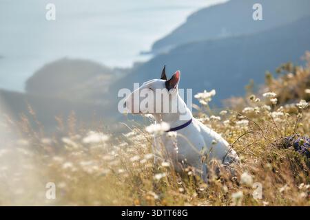 Ein weißer Bullterrier liegt ruhig zwischen hohen Blumen mit einem Kragen um den Hals. Berge im Hintergrund tragen zur friedlichen Outdoor-Stimmung bei. Stockfoto