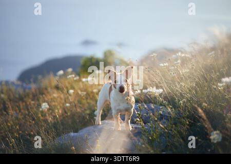 Ein kleiner weißer Hund steht in trockenem Gras unter strahlender Sonne in der Nähe von felsigen Hängen. Die Landschaft im Hintergrund zeigt einen Panoramablick auf die Berge. Stockfoto